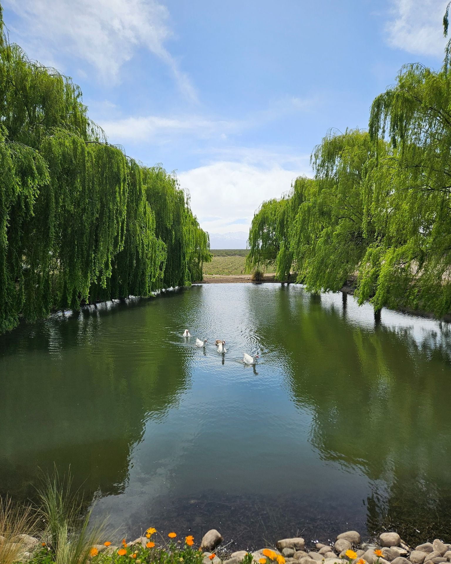 Lake view of winery