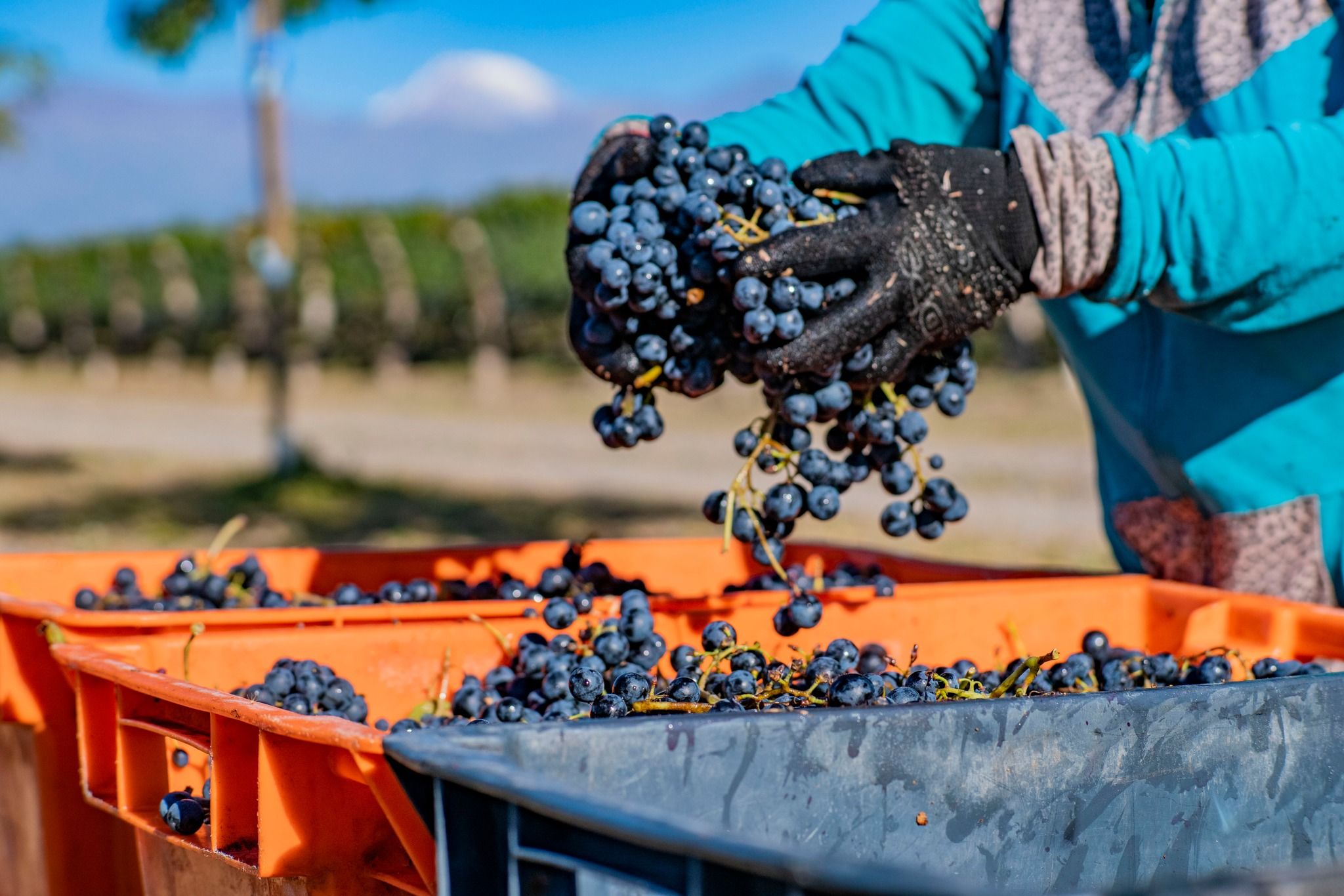 grapes in vineyard