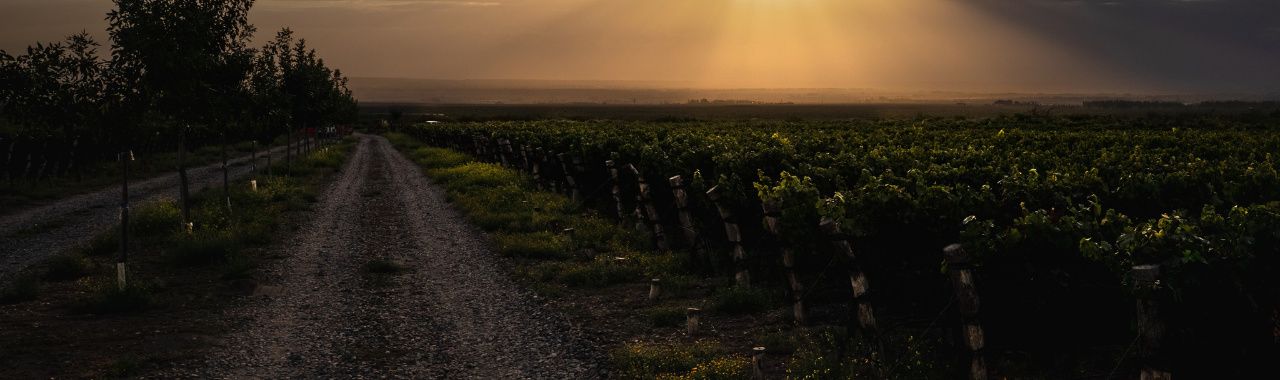 wines in the winery