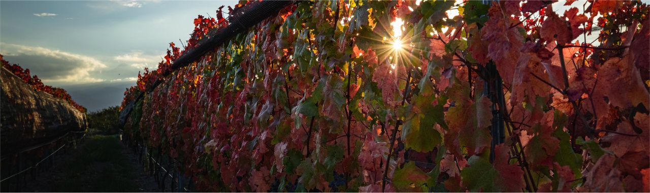 wines in the winery