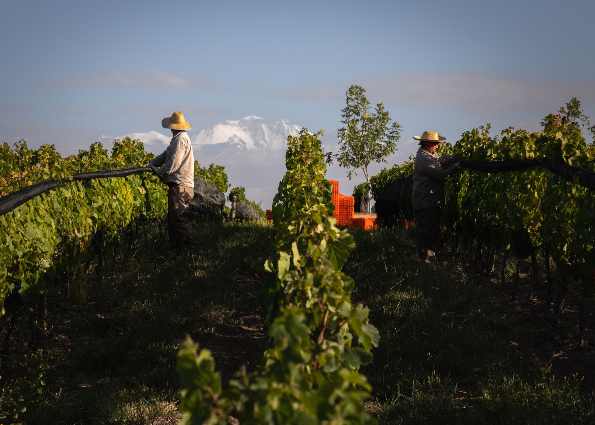 in the vineyard of zorzal