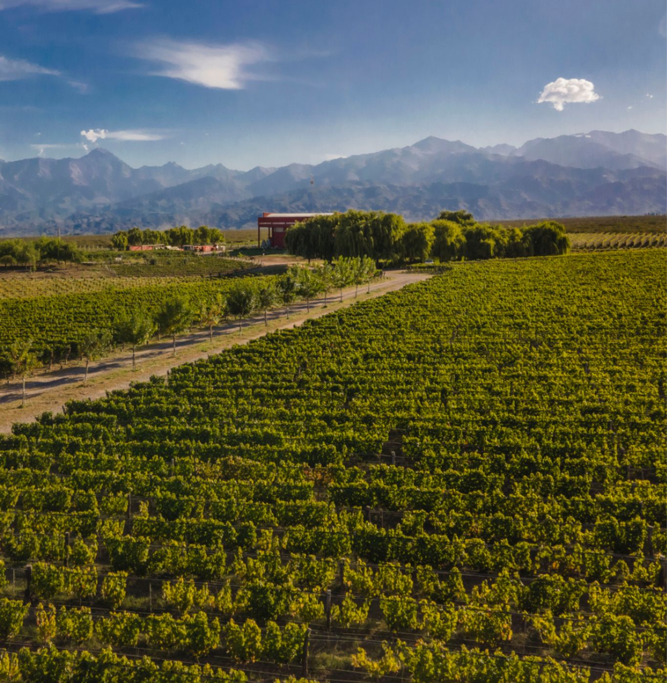 feature of Terroir Único Sauvignon Blanc